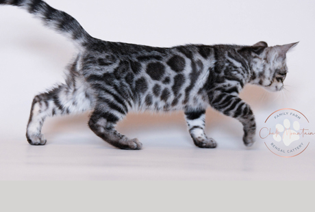 Bengal Kittens for sale near me